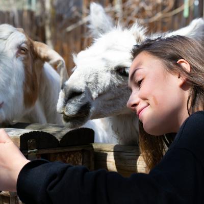 Virtual Animal Interaction with State Zoo